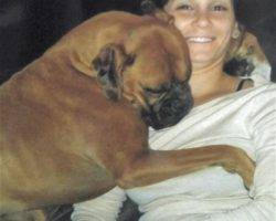 Zoey - boxer adoption san antonio 2