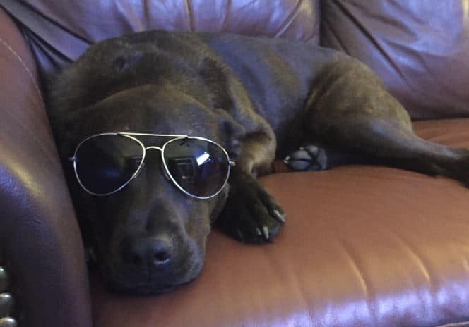 Zoey English Mastiff Chow Chow Mix Dog Adoption Detroit MI 7