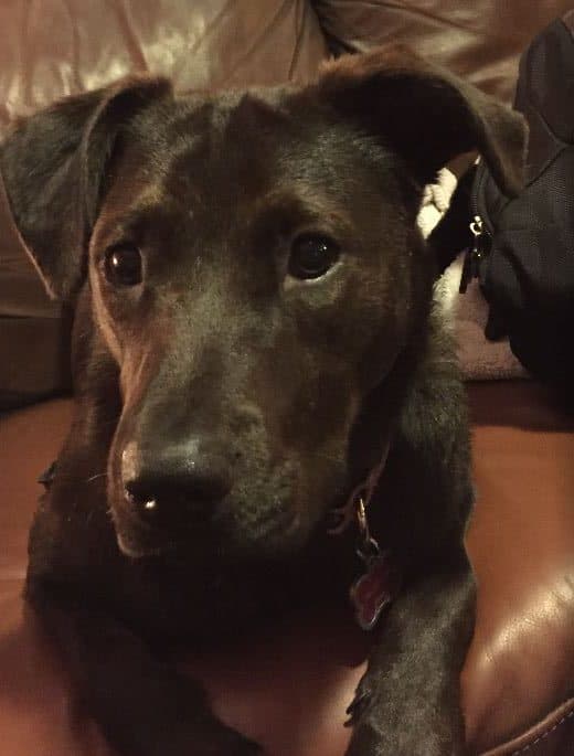 Zoey english mastiff chow chow mix dog adoption detroit mi 7