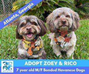 Havanese dogs for adoption in atlanta georgia – adopt zoey and rico