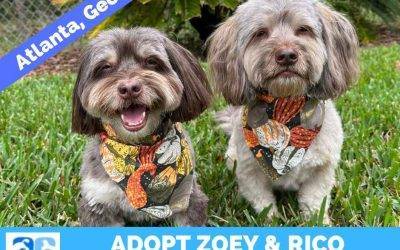 Havanese Dogs For Adoption in Atlanta Georgia – Adopt Zoey and Rico