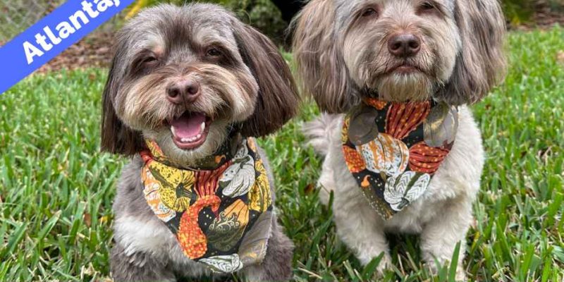 Pair of extra cute Havanese dogs look at the camera. One smiles adorably, while the other looks on pensively.