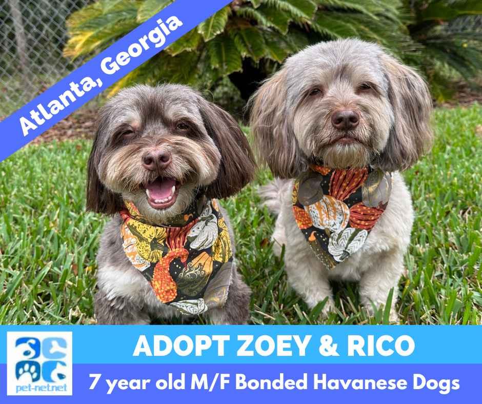 Pair of extra cute Havanese dogs look at the camera. One smiles adorably, while the other looks on pensively.