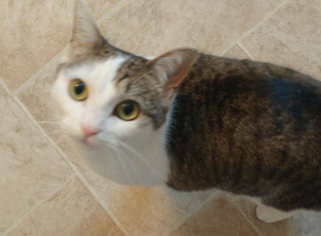 Zoey - turkish angora tabby mix cat for adoption knoxville tn 1