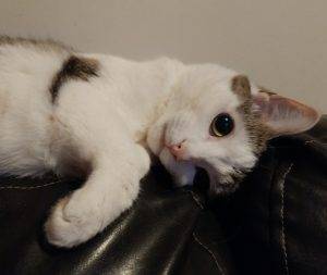 Knoxville, tn – zoey – turkish angora calico mix cat for adoption