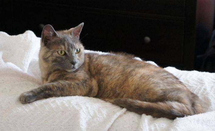 Zooey - Stunning Female Tortoiseshell Cat For Adoption in San Francisco CA