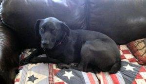 Zoomer - black lab mix dog for adoption birmingham al 2