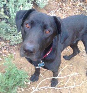 Zoomer - black lab mix dog for adoption birmingham al 2