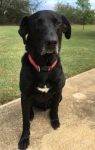 Zoomer - Black Labrador Retriever Mix Dog For Adoption in Birmingham AL