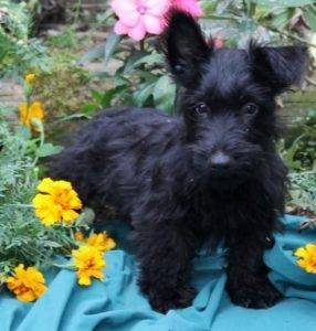 a cute scottish terrier photo 3