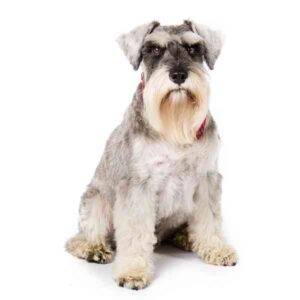 A hypoallergenic non shedding miniature schnauzer dog