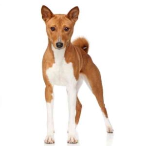 Basenji is a non shedding hypoallergenic small dog breed from africa