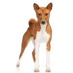 Basenji is a non shedding hypoallergenic small dog breed from africa
