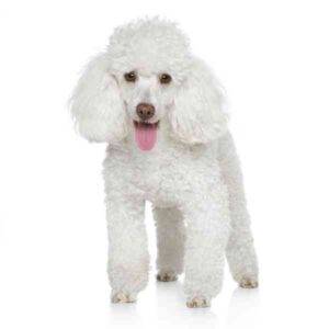 Bichon Frise, a white curly coated hypoallergenic non shedding small dog breed