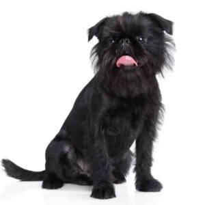 A hypoallergenic non shedding brussells griffon dog