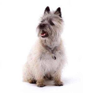 Cairn terrier - a non-shedding hypoallergenic dog breed