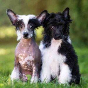 A hypoallergenic non shedding chinese crested dog