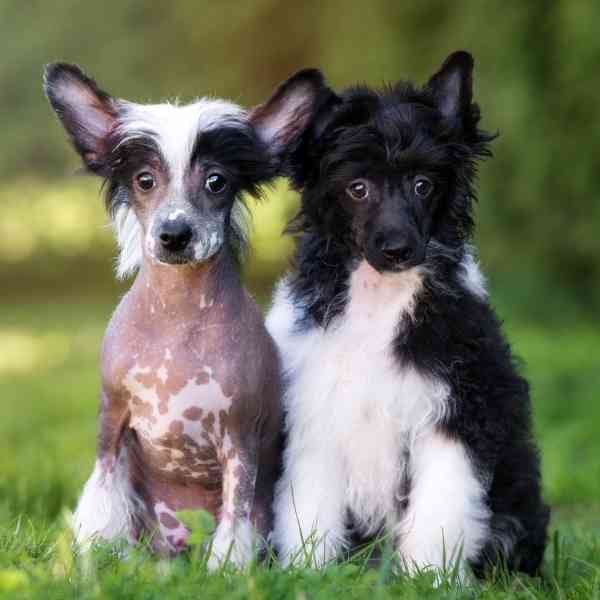 Small Dogs For Adoption Near You - Rehome Or Adopt A Small Dog Or Puppy ...