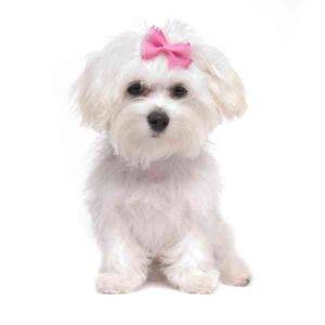a hypoallergenic non shedding maltese dog (1)