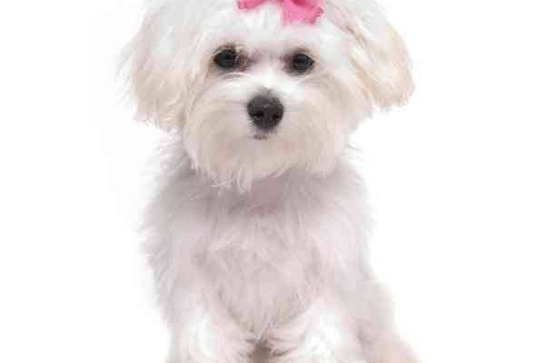 a hypoallergenic non shedding teacup maltese dog (1)