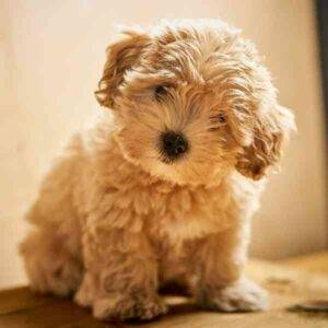 A hypoallergenic non shedding maltipoo dog (1)