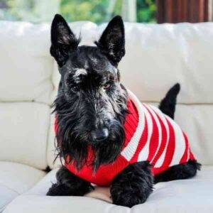 A hypoallergenic non shedding scottish terrier dog