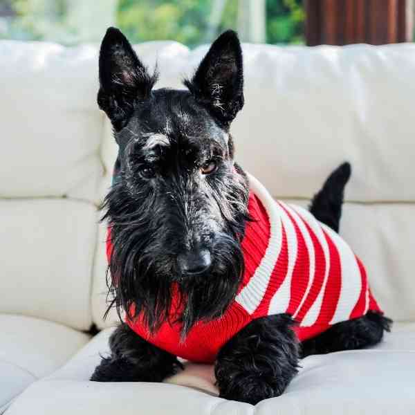 a hypoallergenic non shedding scottish terrier dog