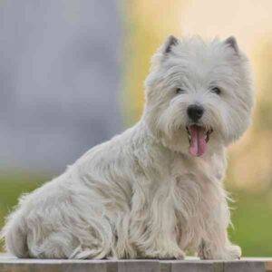 A hypoallergenic non shedding west highland white terrier westie dog