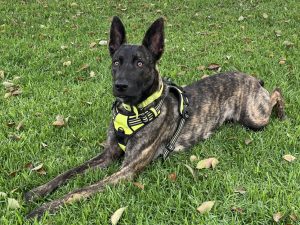 A brindle dutch shepherd mix dog lays on some green grass