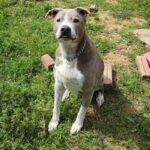 American Staffordshire Terrier (Amstaff) Dogs For Adoption In Texas