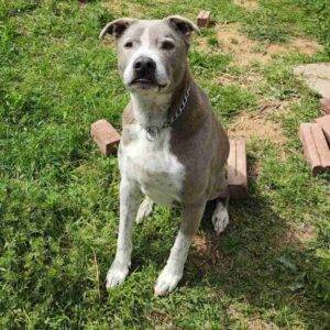 American Staffordshire Terrier (Amstaff) Dogs For Adoption In Texas