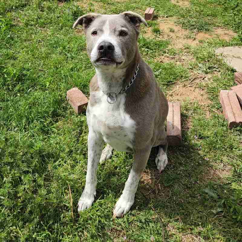 Handsome Staffordshire Terrier Mix For Adoption in Fort Worth TX - Supplies Included - Adopt Ace