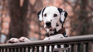 Dalmatian needs to be rehomed