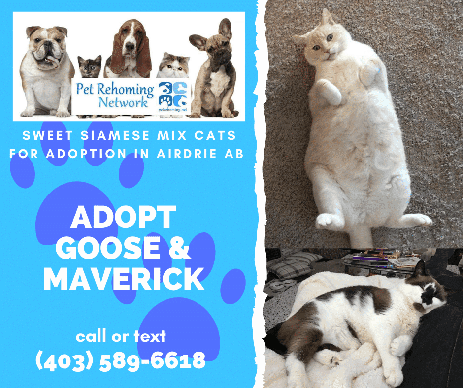 Adopt a Snowshoe & Flame Pt Siamese Cat in Calgary AB – Supplies Included – Adopt Goose & Maverick