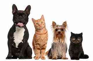 adopt a dog or cat in louisiana