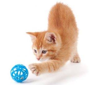 Adorable orange tabby kitten