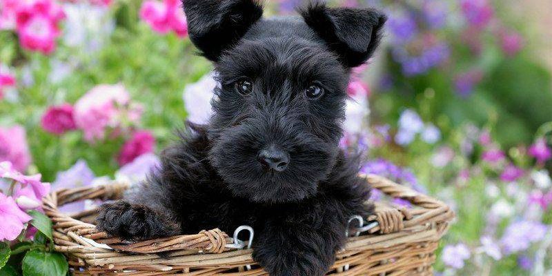adorable scottie pup