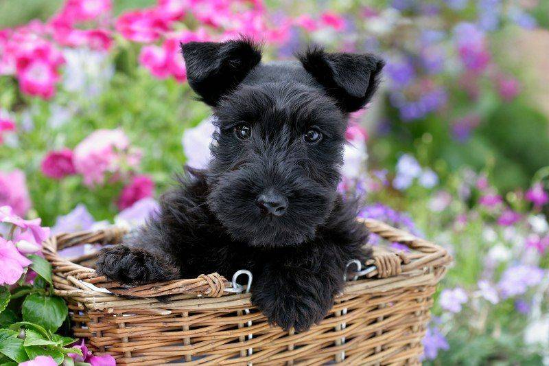 adorable scottie pup