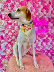 Lucy, a lovable great pyrenees dog for adoption in charlotte (matthews, nc)