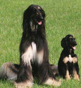 Afghan hound dogs and puppies for adoption