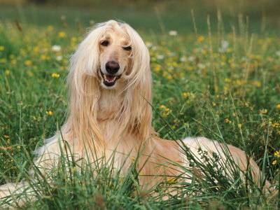 Afghan Hound Rehoming Services