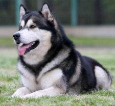 Alaskan Malamute Dog photo