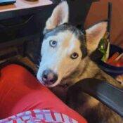 Gorgeous Siberian Husky For Adoption In Springfield PA – Supplies Included – Adopt Alice