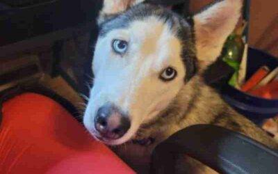 Gorgeous Siberian Husky For Adoption in Springfield PA – Supplies Included – Adopt Alice