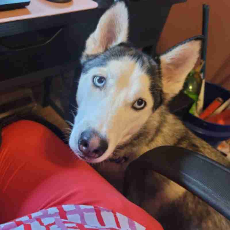 Gorgeous Siberian Husky For Adoption in Springfield PA – Supplies Included – Adopt Alice