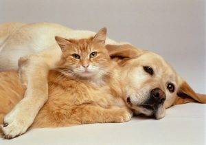 Pet adoption - adopt a cat dog puppy kitten