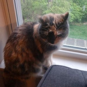 Dilute Calico Cat For Adoption by Owner Near Cincinnati Ohio in Independence KY
