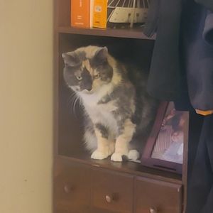 Dilute Calico Cat For Adoption by Owner Near Cincinnati Ohio in Independence KY