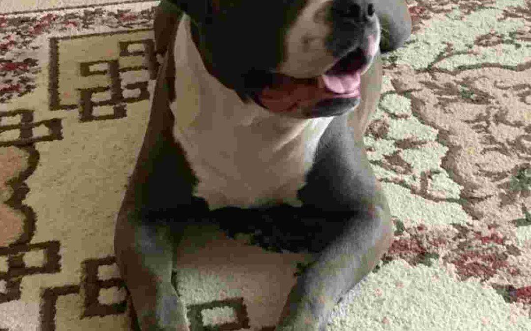 Bluenose american pit bull terrier (pitbull) dog for adoption in abbotsford bc – supplies included – adopt gucci