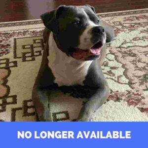 Bluenose american pit bull terrier (pitbull) dog for adoption in abbotsford bc – supplies included – adopt gucci